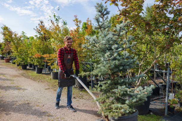 Best Tree Clearing Services  in Asotin, WA